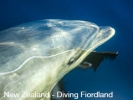 New Zealand - Diving Fiordland - Paul Kay