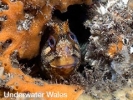 Underwater Wales - Paul Kay